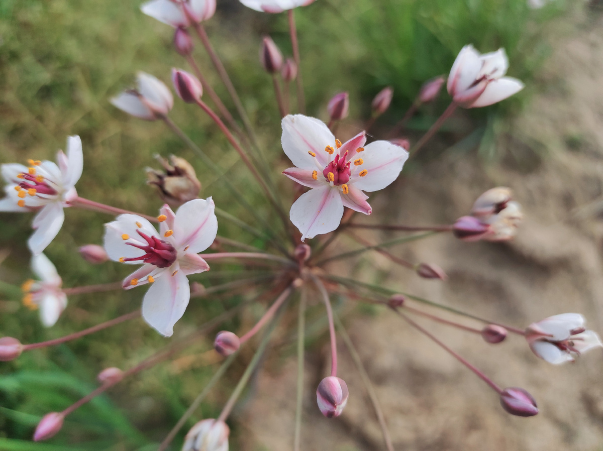 Фотография автора. Сусак зонтичный