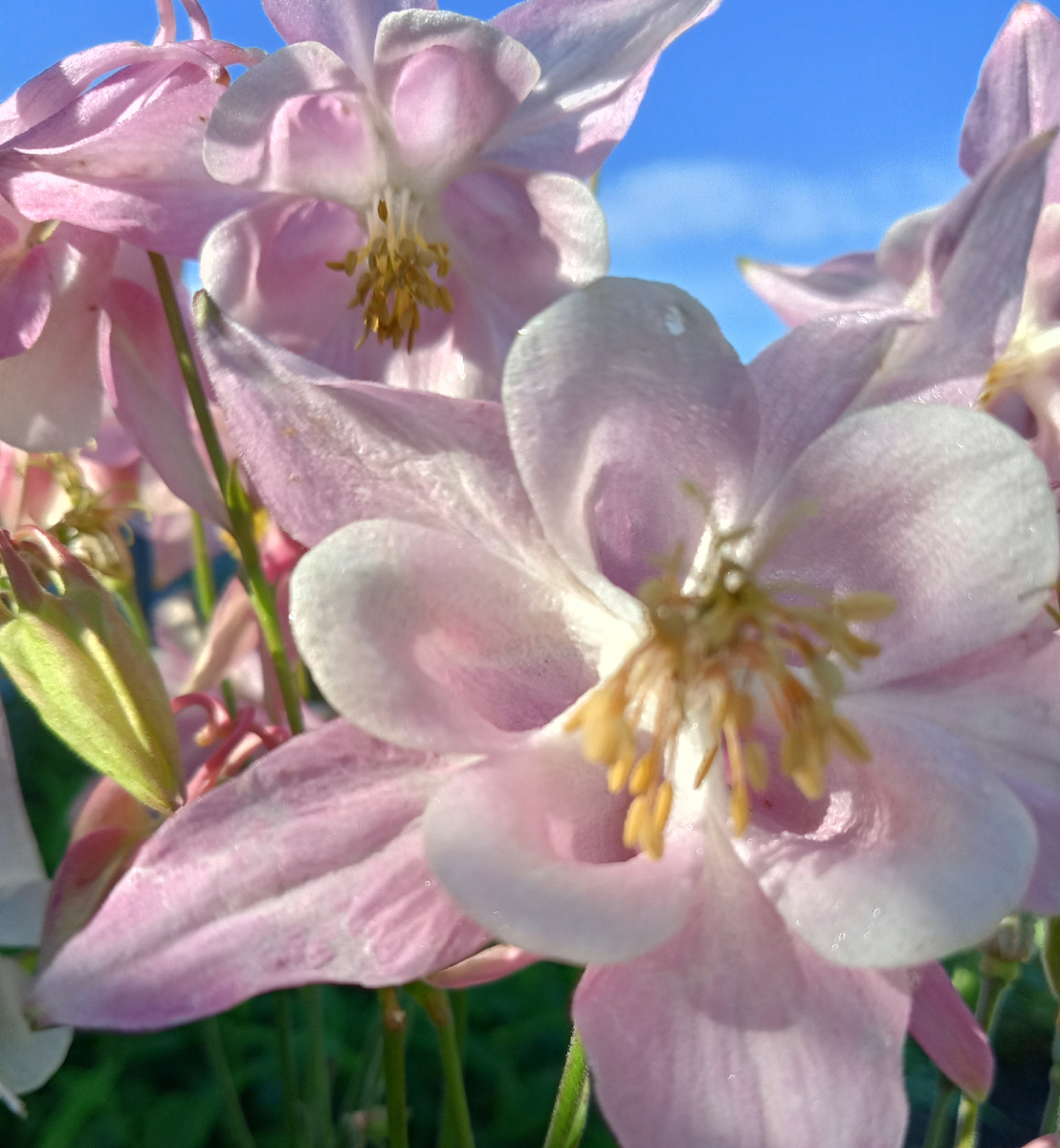 Нежность и красота.