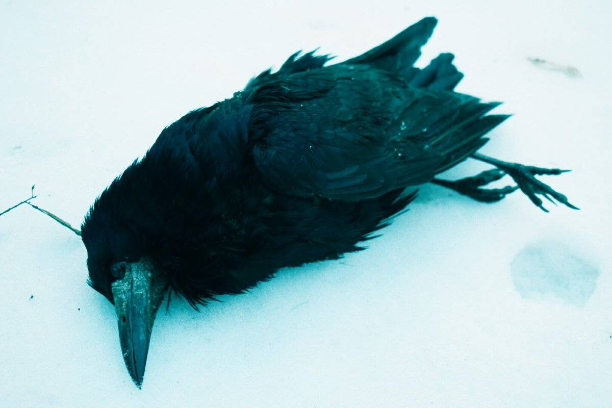 Ворона больна