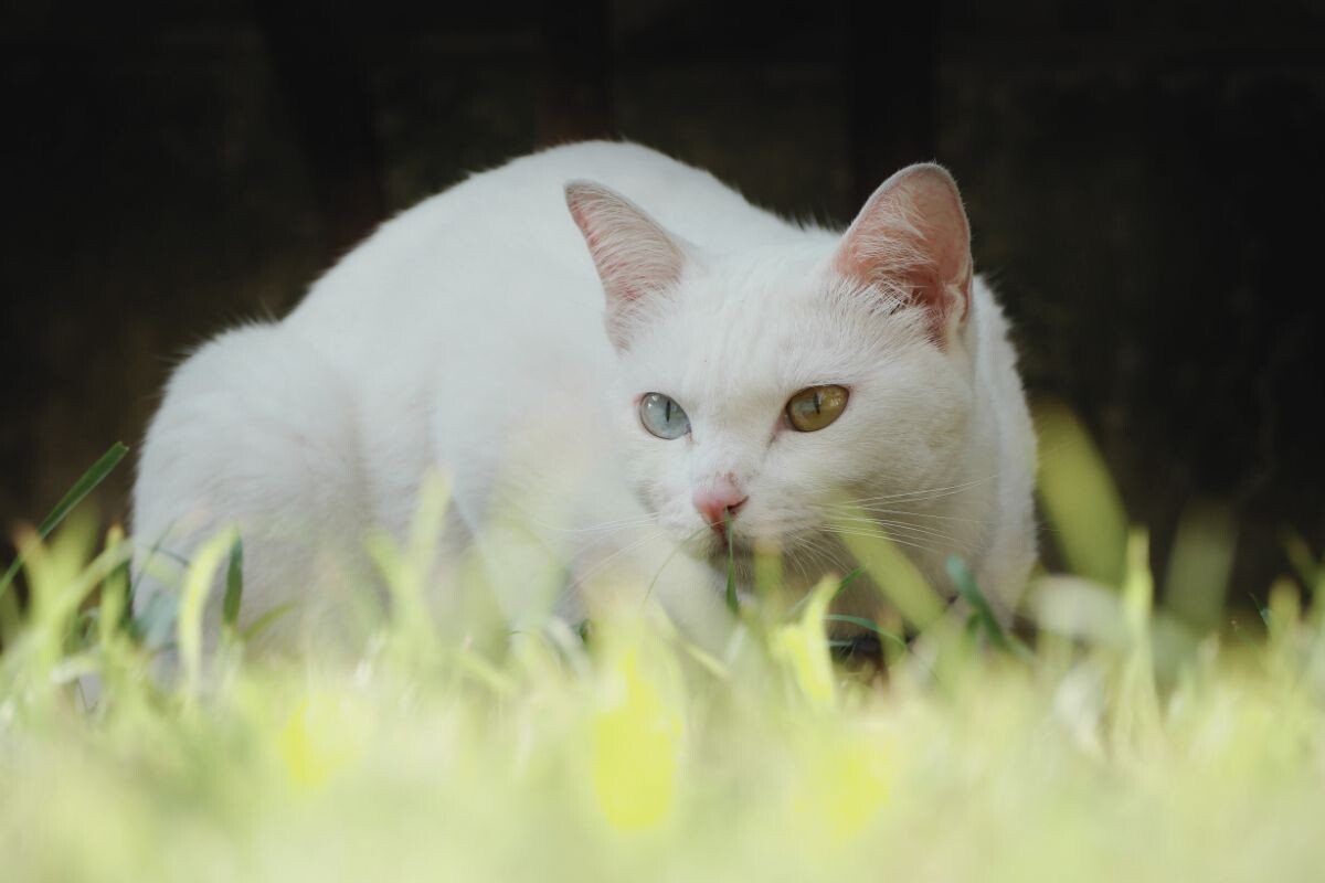 Кошка као мани