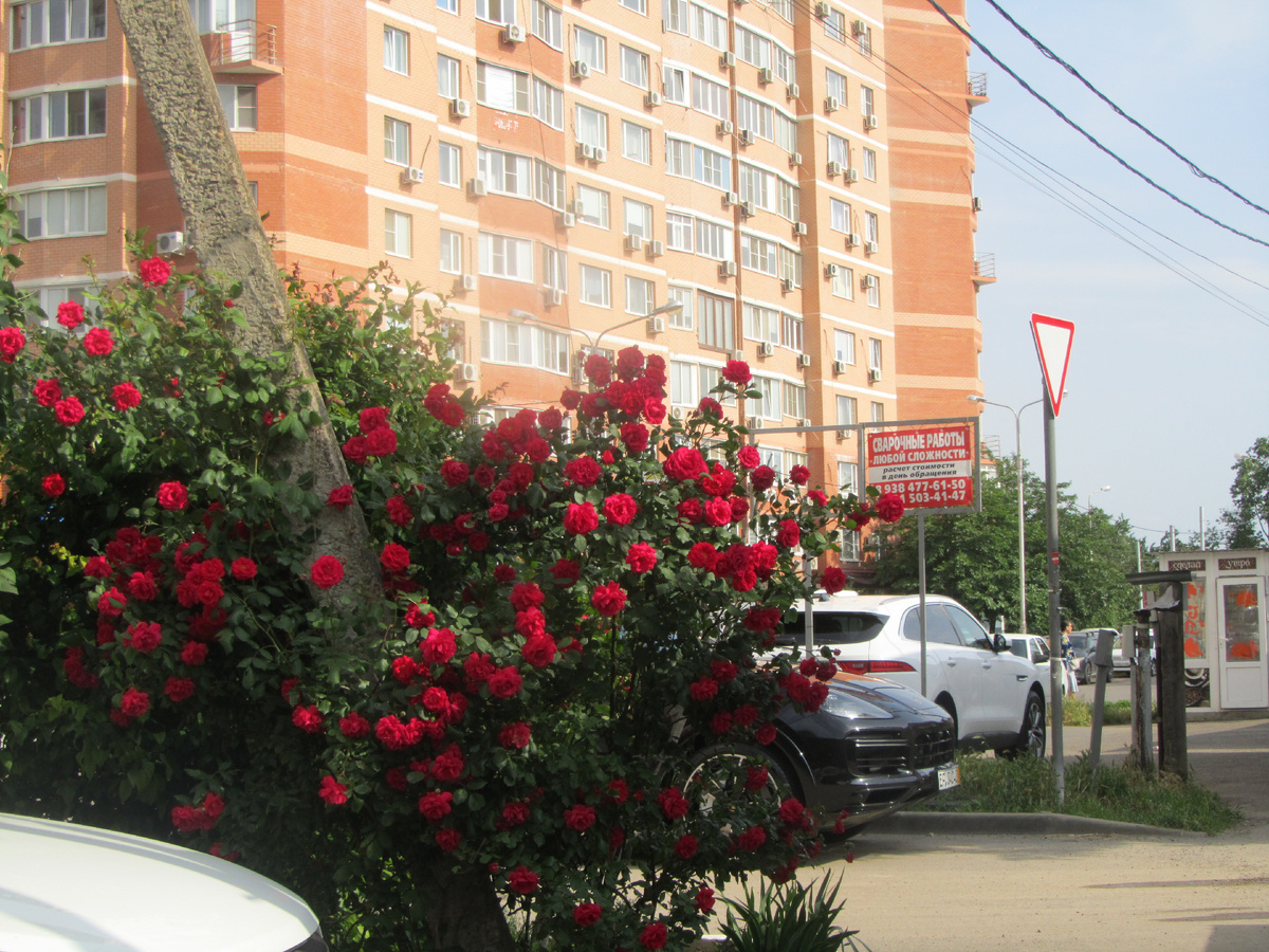 Розы на улицах города 