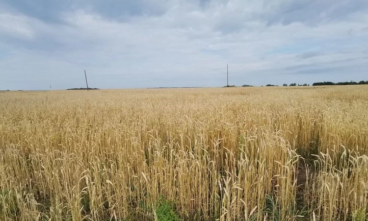    МСХ Калининградской области продолжит диалог с федеральным министерством насчет отмены таможенных пошлин на региональное зерно