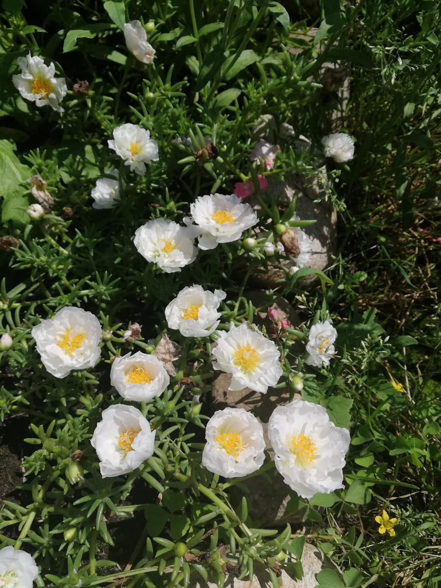 Портулак махровый белый сорт Сандал