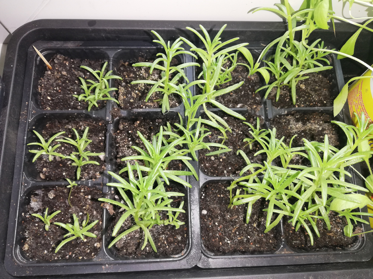 20.05.2021 г. Рассада сидела до высадки в этих кассетах по 3-5 шт.