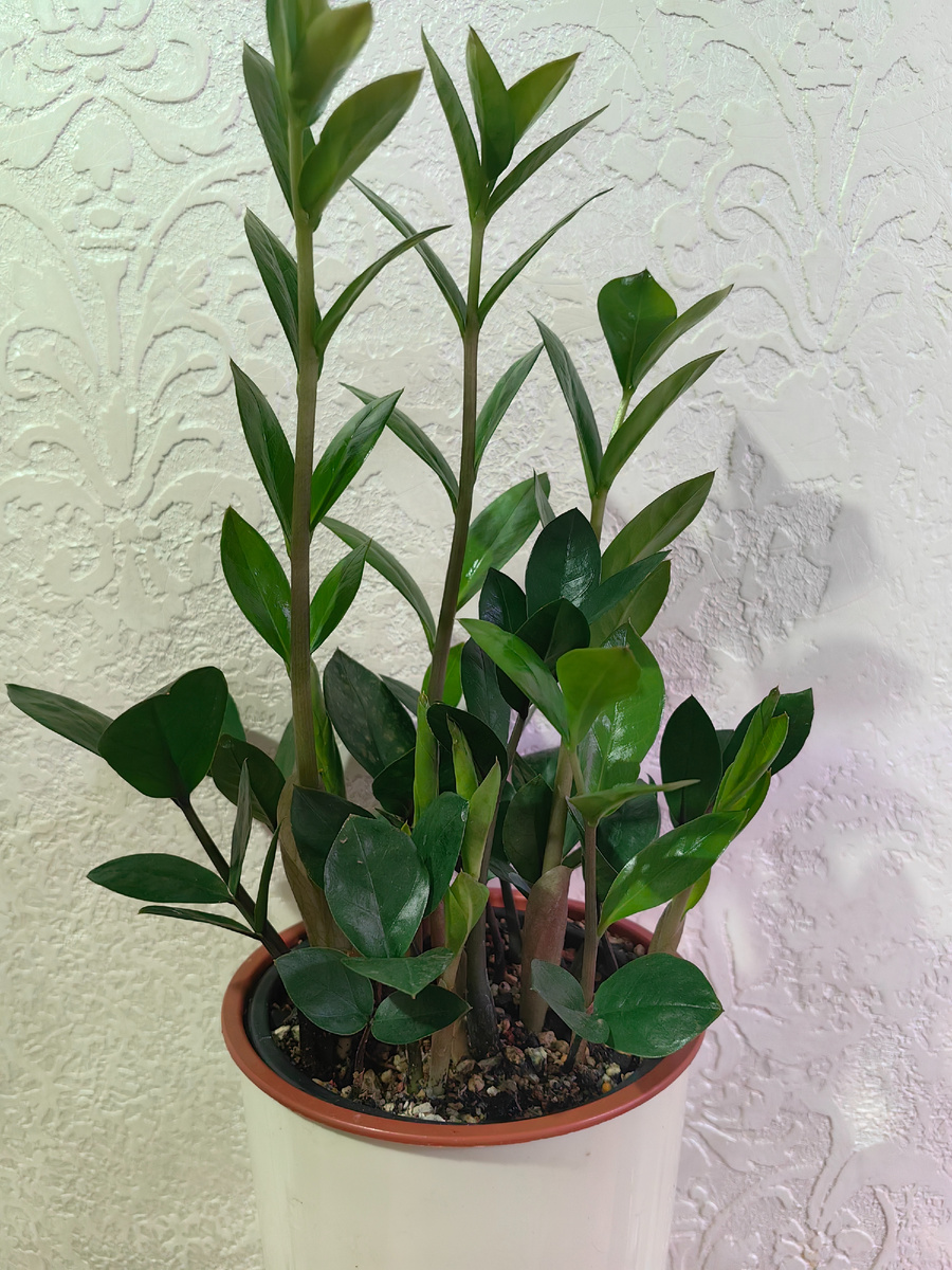 Замиакулькас с листа 