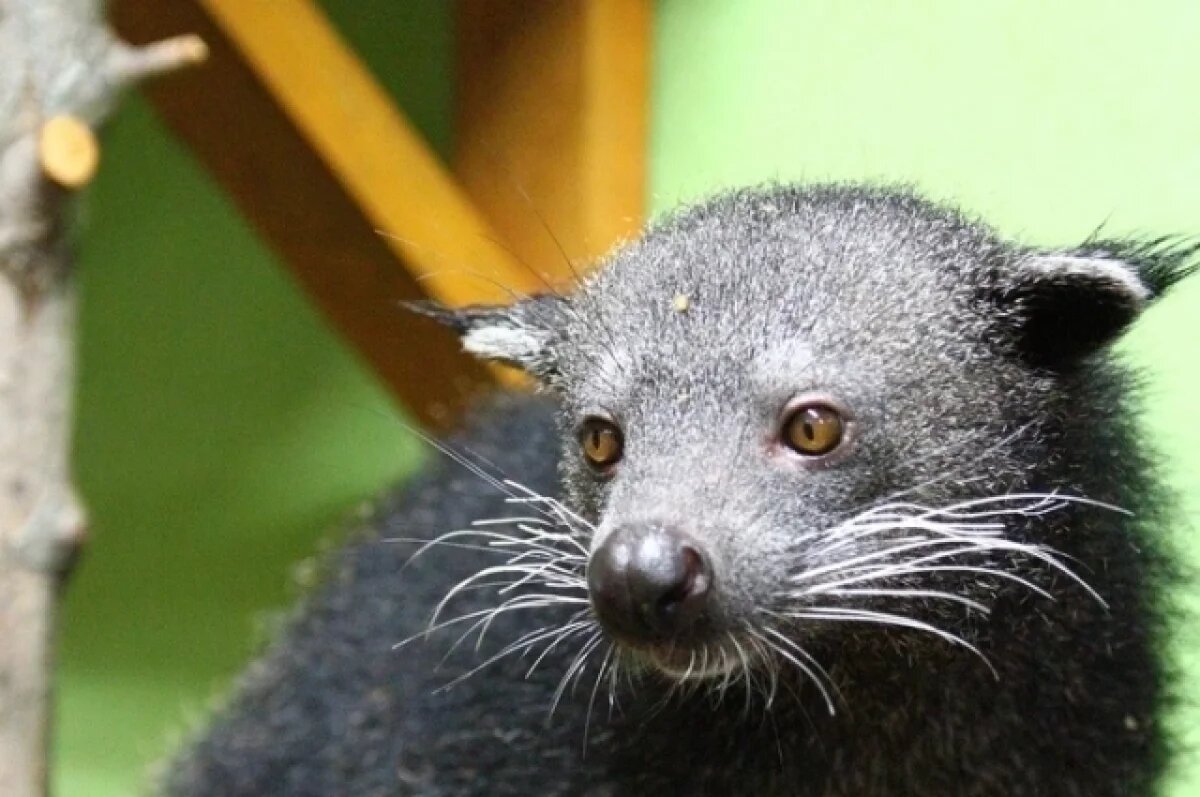    Это бинтуронг, который живёт в Зоопарке Удмуртии. В Перми появится аналогичный зверь