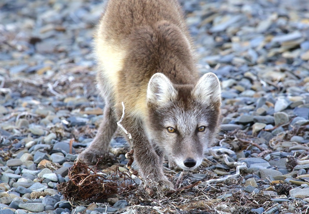 Песец. Фото: Сергей Карпухин / GeoPhoto