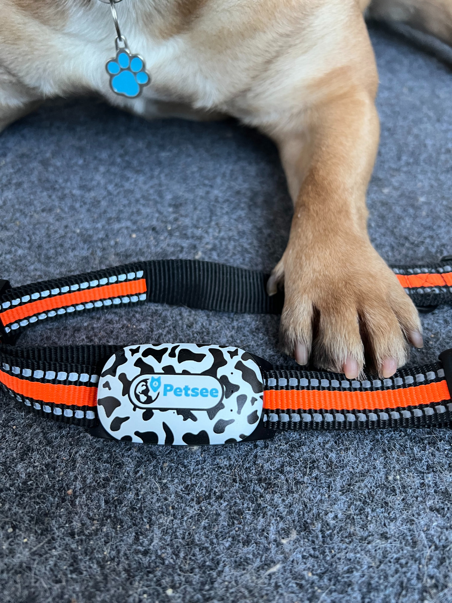 адресник и gps-трекер помогут вам не поерять своего любимого питомца