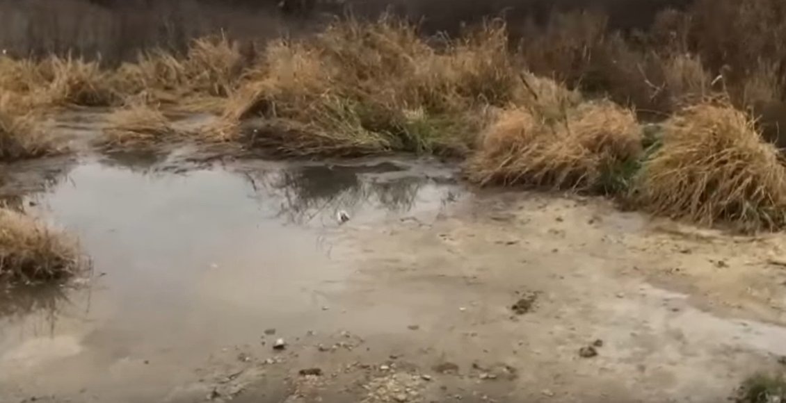    Фото: Народный фронт Тамбовской области