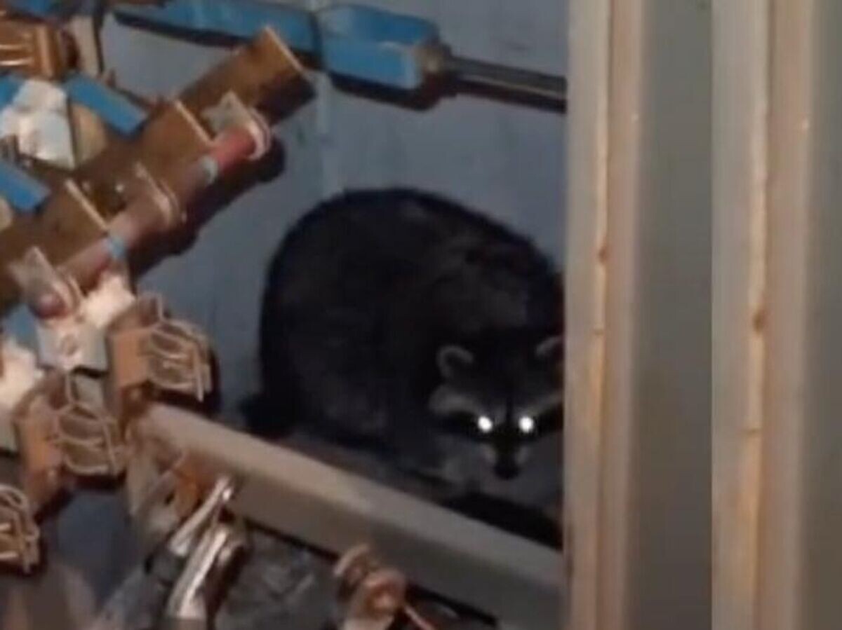    Енот в трансформаторной подстанции в Норильске. Кадр видео© УК "ЖКС-Норильск"