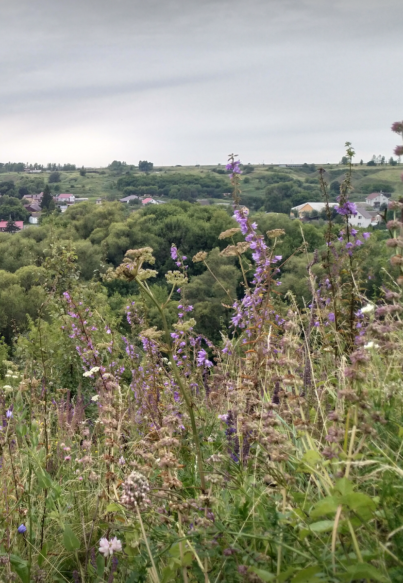 Колокольчик рапунцелевидный. Пригород Воронежа. Чувствуете дух Новой Волны?