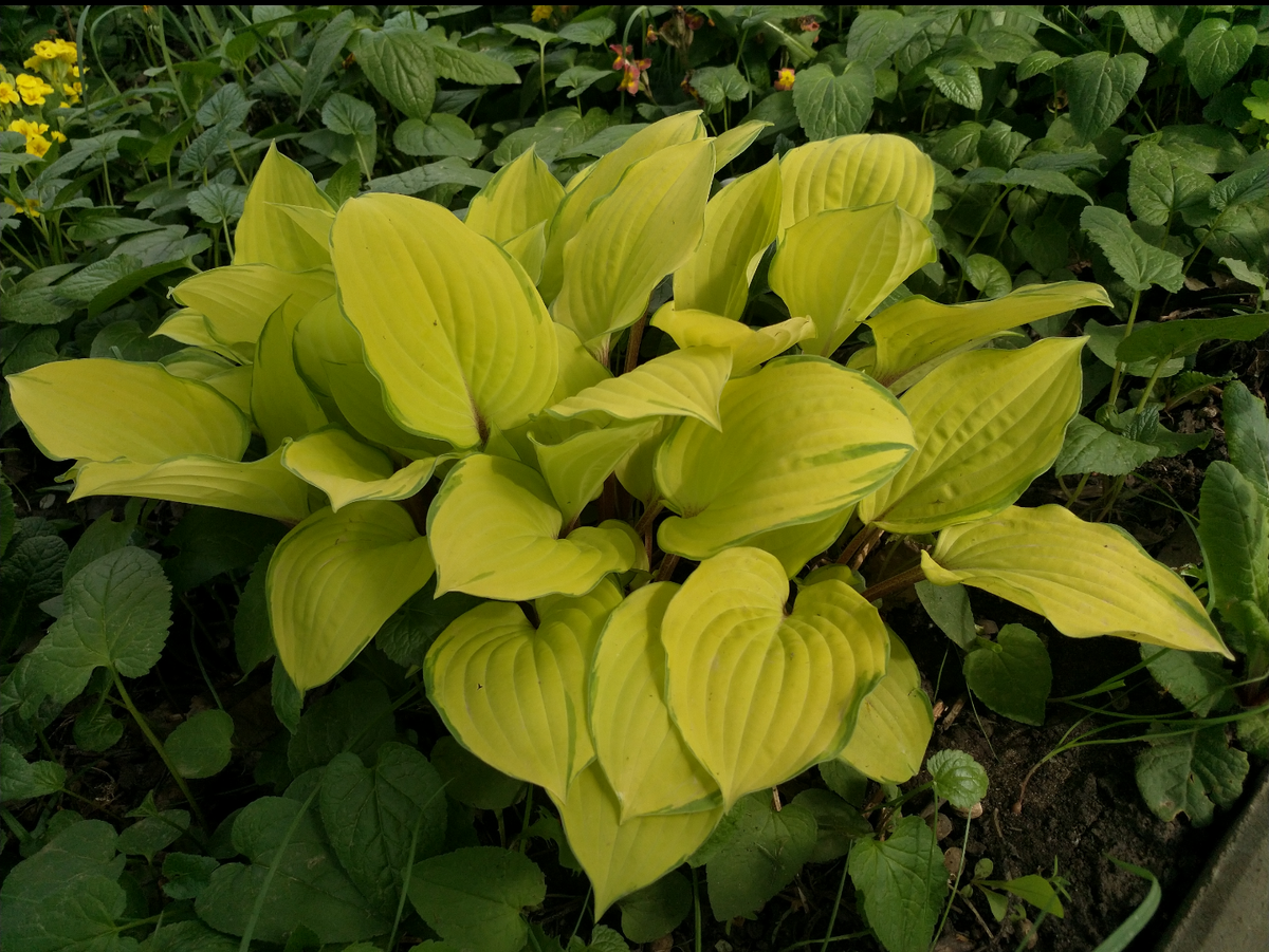Вокруг хосты лес молодых всходов колокольчика. В верхней части фотографии примулы, которые не выдержали конкуренции. 