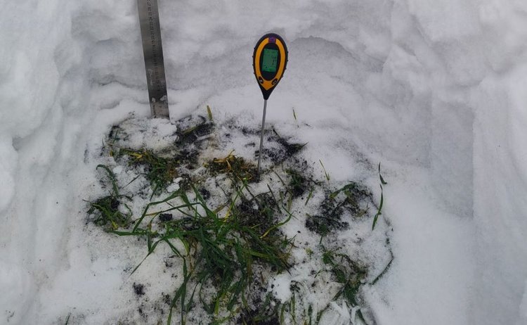    Омские озимые раньше положенного времени возобновили вегетацию: что это значит