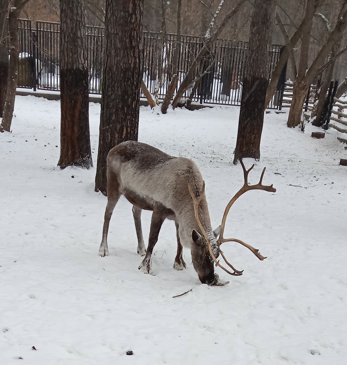 северный олень