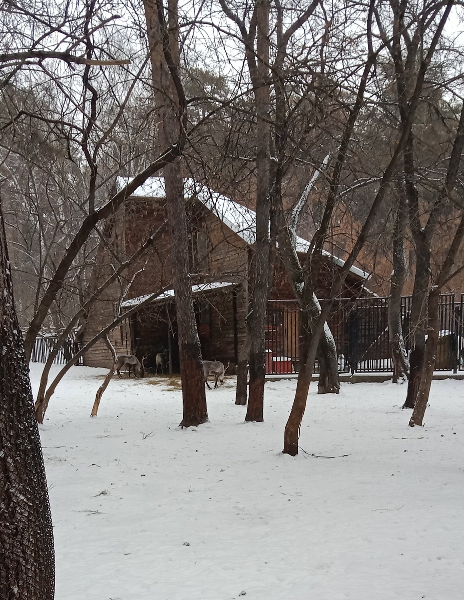 жилище северных оленей в зоопарке