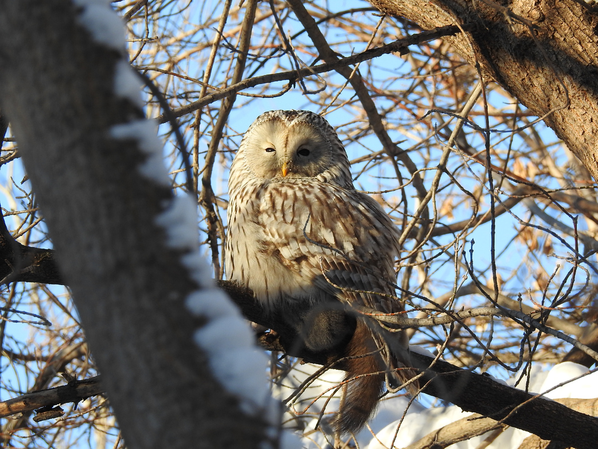 Уральская неясыть с добычей, январь 2024, фото автора