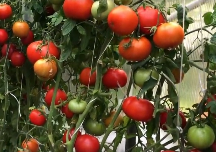 Томат Снегири