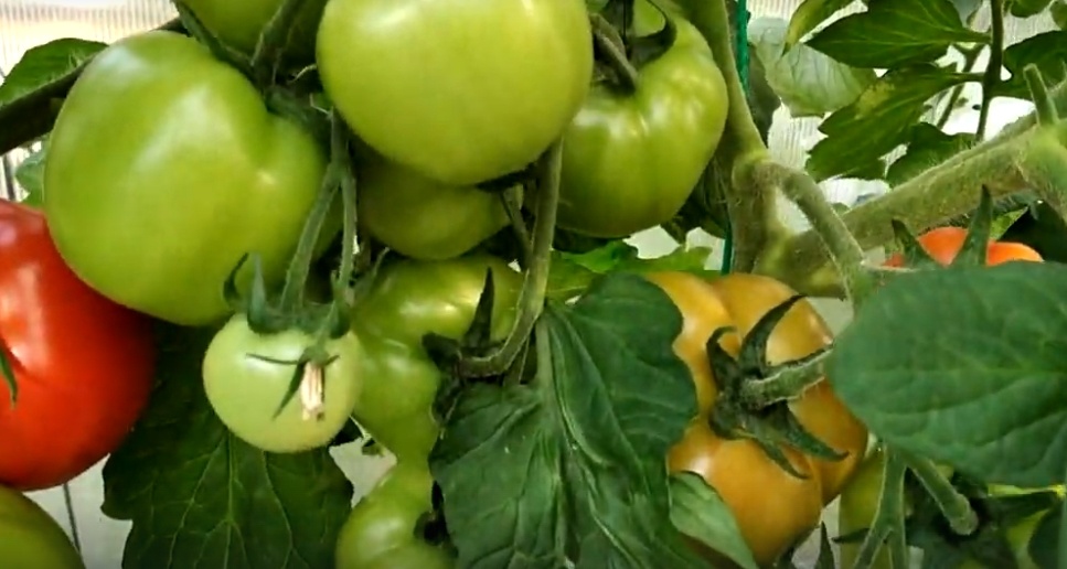 Томат Санька