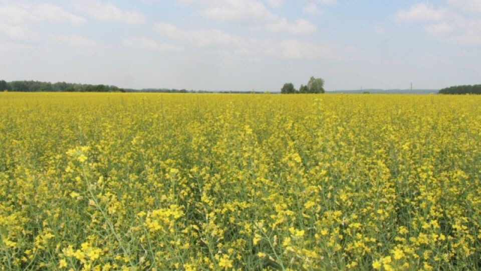    Поле рапса. Источник: пресс-служба Министерства сельского хозяйства Алтайского края