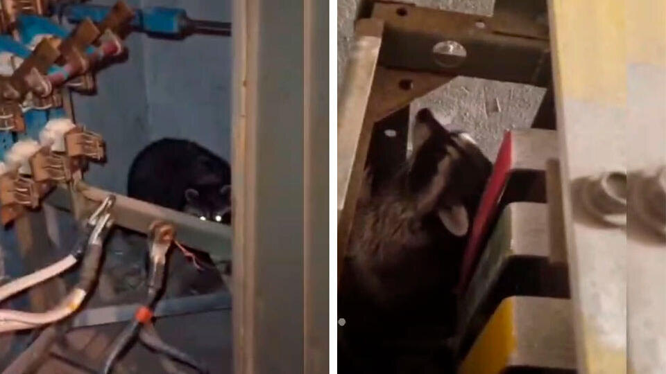     Енот оставил без электричества пять домов в Норильске t.me/УК "ЖКС-Норильск"