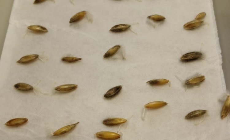    Почему о фитоэкспертизе семян забывать нельзя