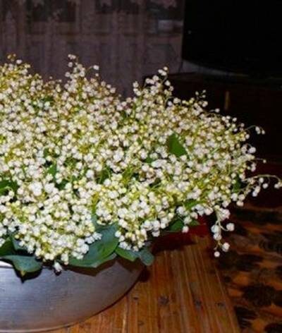 выгонка ландышей