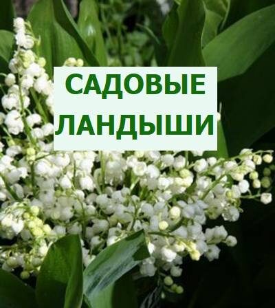 садовые ландыши