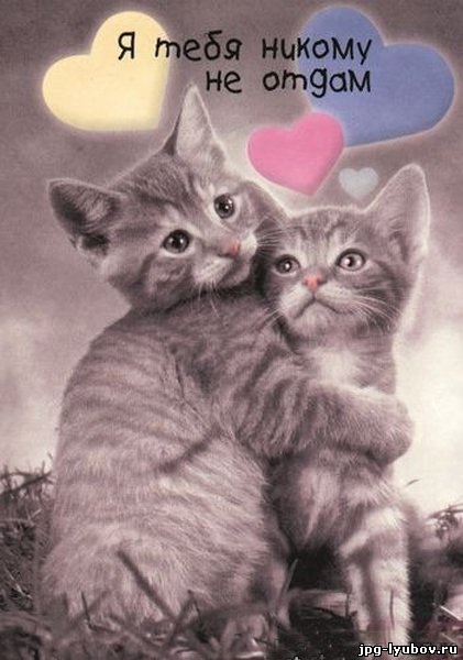 -Я тебя никому не отдам,нас никто больше не разлучит -,говорила кошка мама!