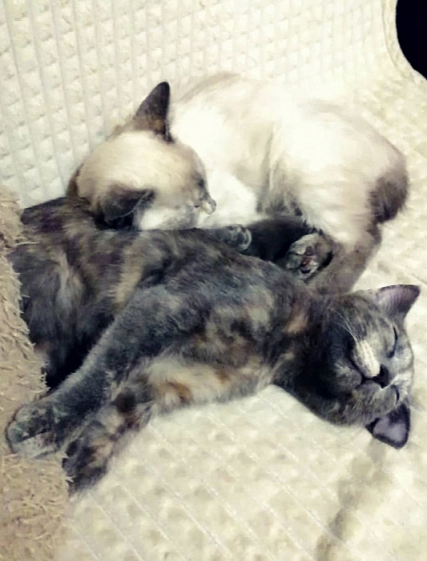 Про сестрёнок, Мусю и Алёнку (Мушку)