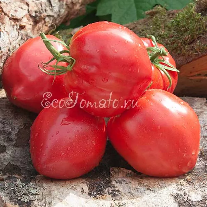 Фото из открытых источников в сети интернет