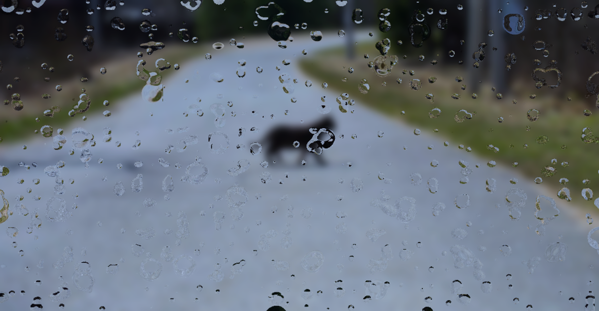 Чёрный кот на дороге 