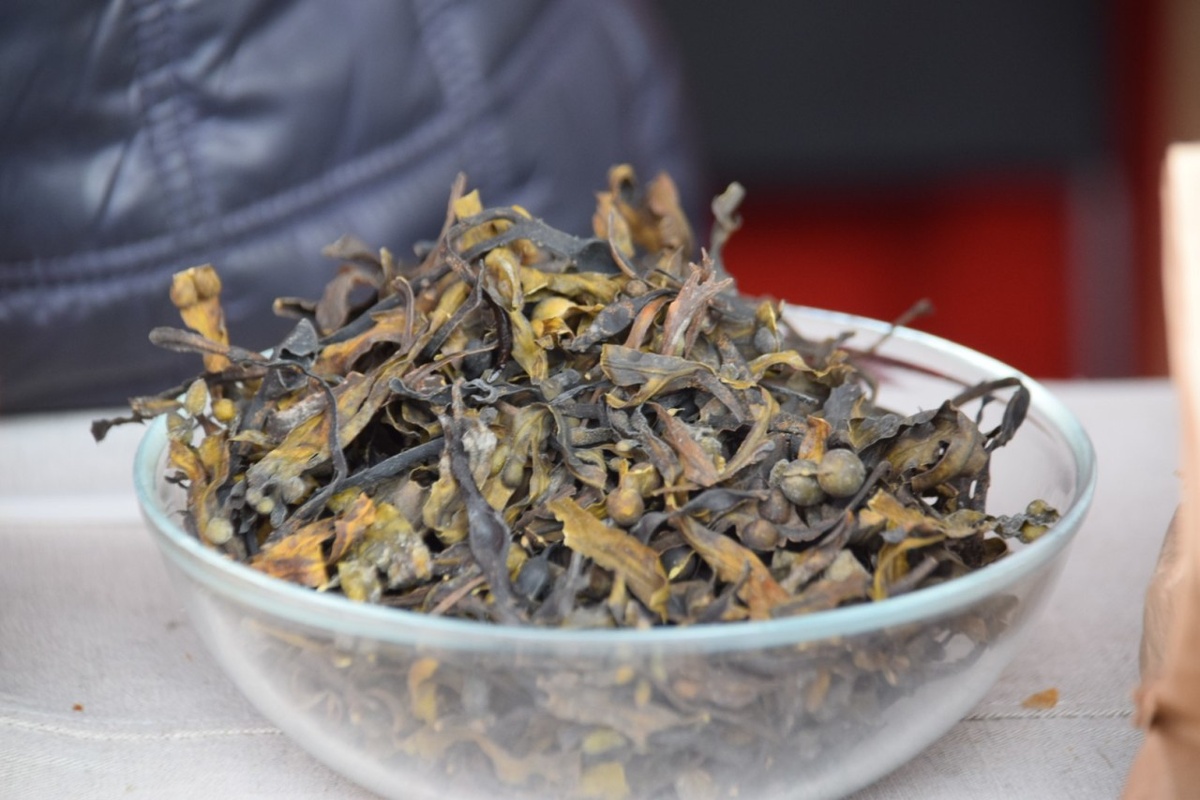    Беломорский фукус. Фото: "Республика"/Николай Смирнов