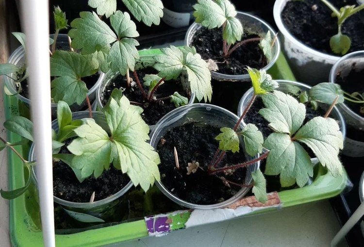    Как стратифицировать семена свежие и старые