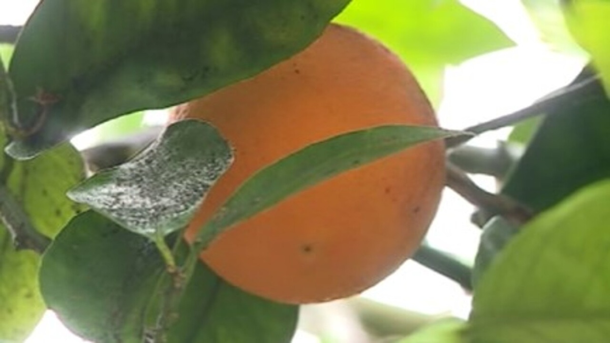     В Курской области более 40 лет экзотические фрукты собирают на одном из местных предприятий