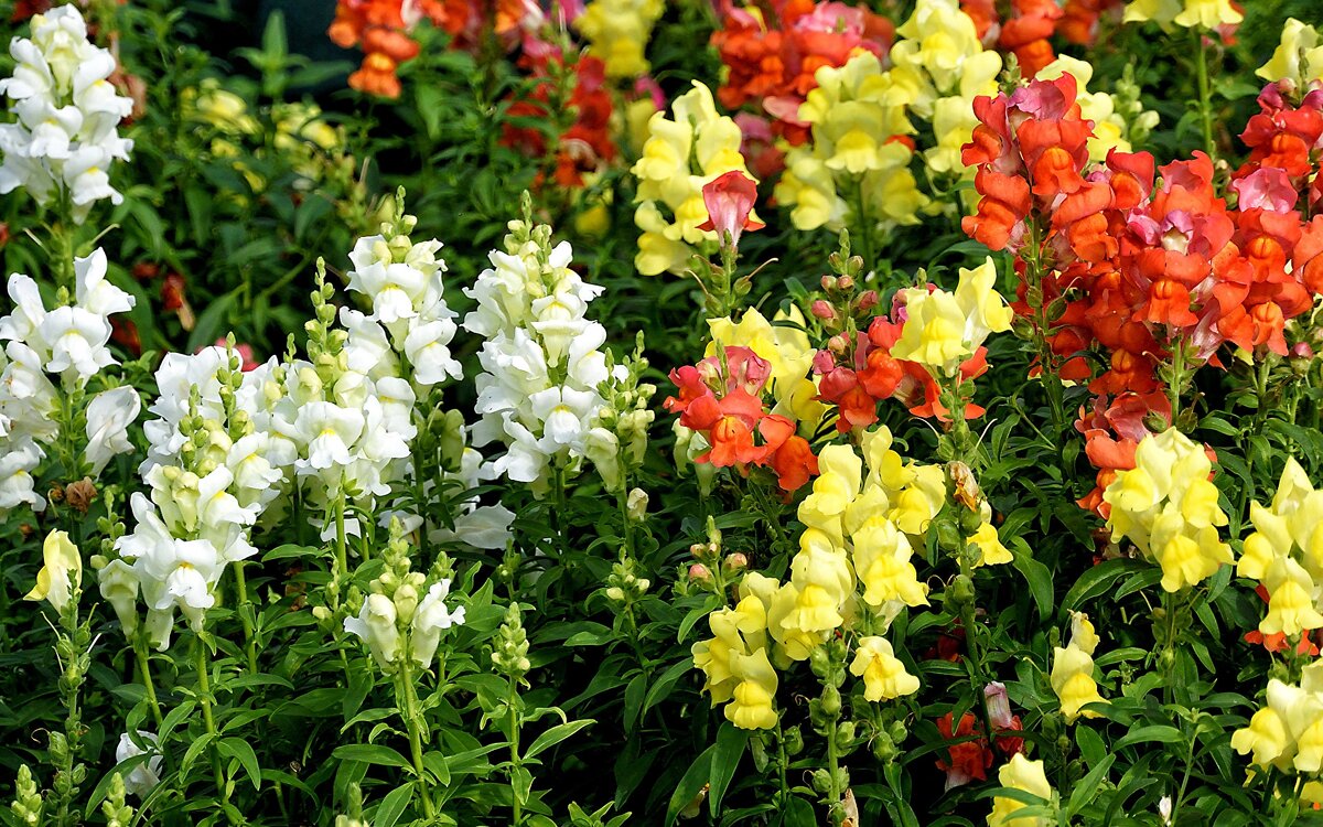 Львиный зев (Антирринум)