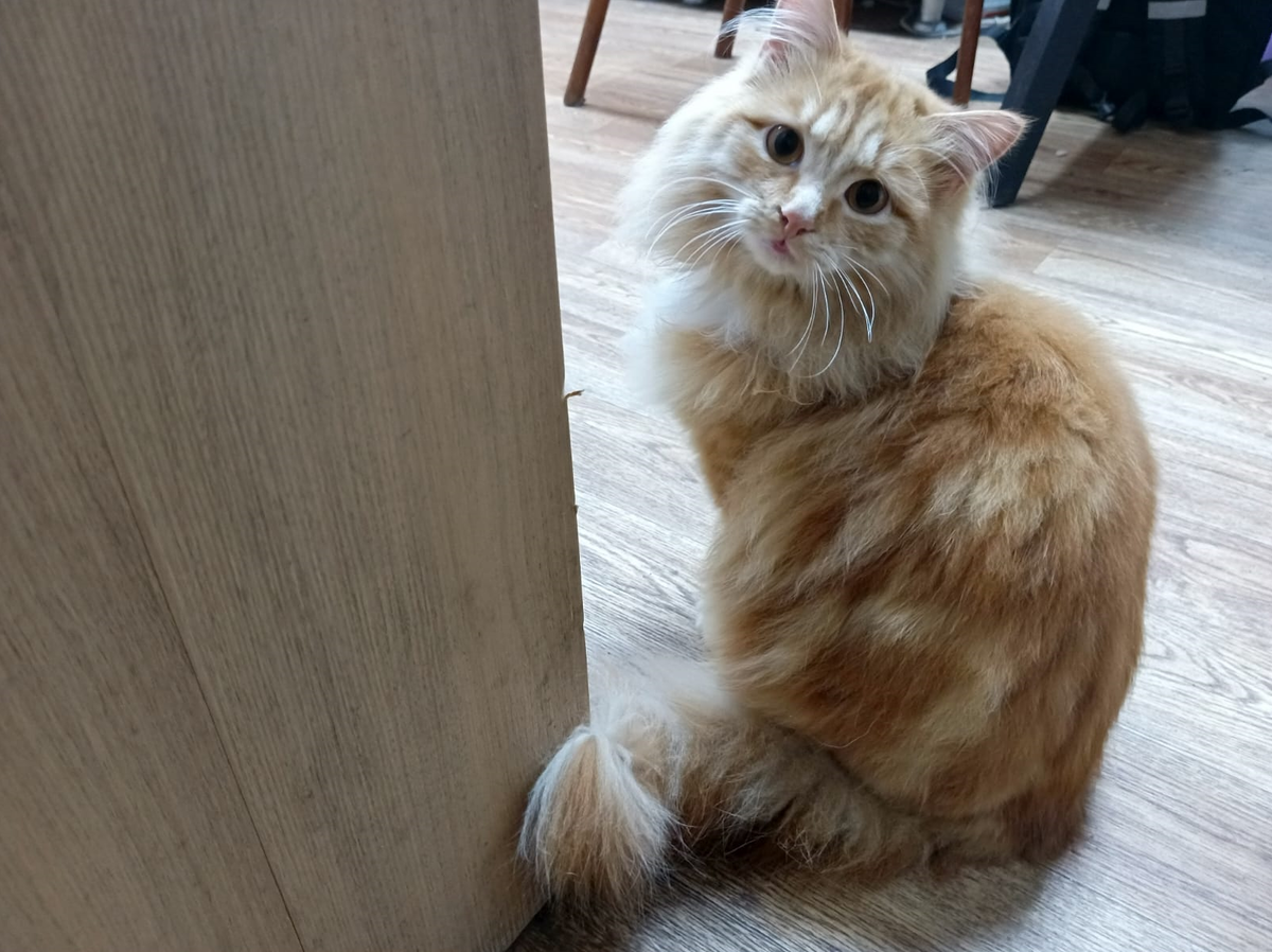 Жора - ведущий сплетен