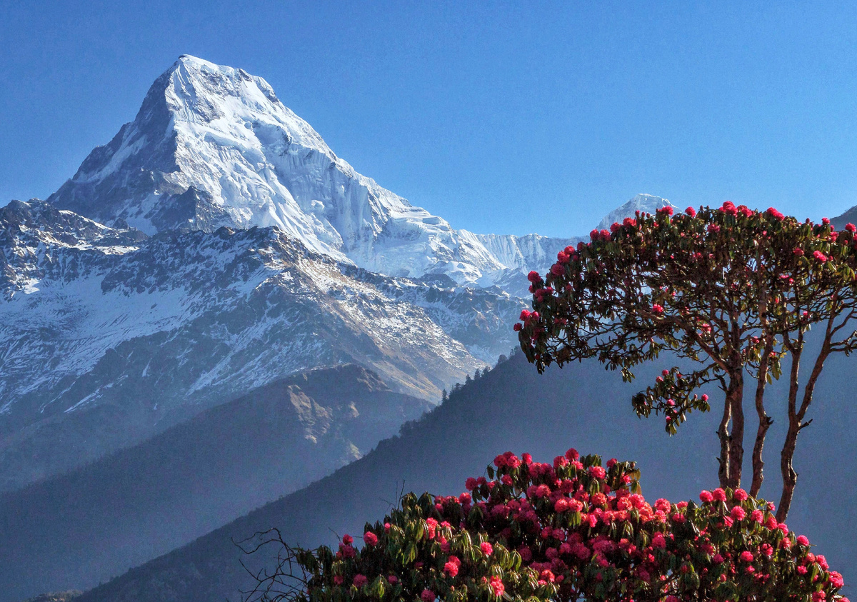 Вид Южной Аннапурны на фоне цветущего дерева рододендрона. Фото: Santosh R. Pathak
