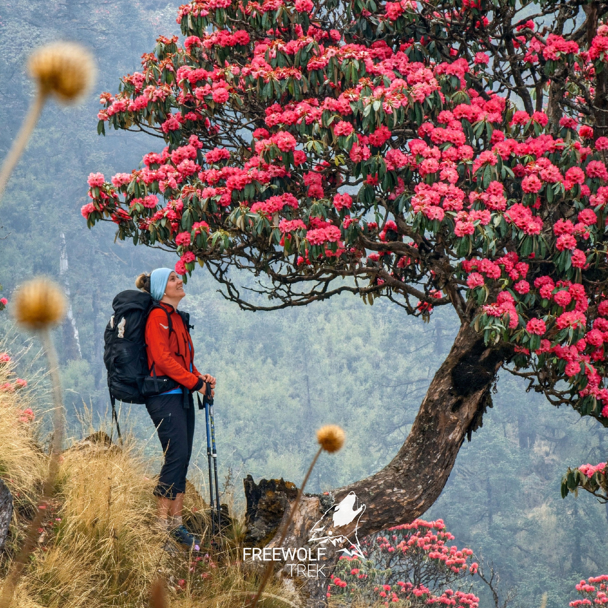 Дерево рододендрона на треке Копра-Аннапурна. Май. 