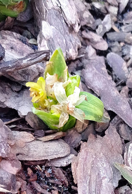    В Железногорске в январе расцвели гиацинты