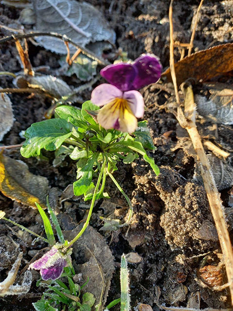    В соцсетях куряне делятся фотографиями распустившихся первоцветов