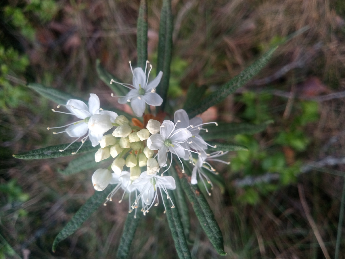 Багульник болотный цветёт