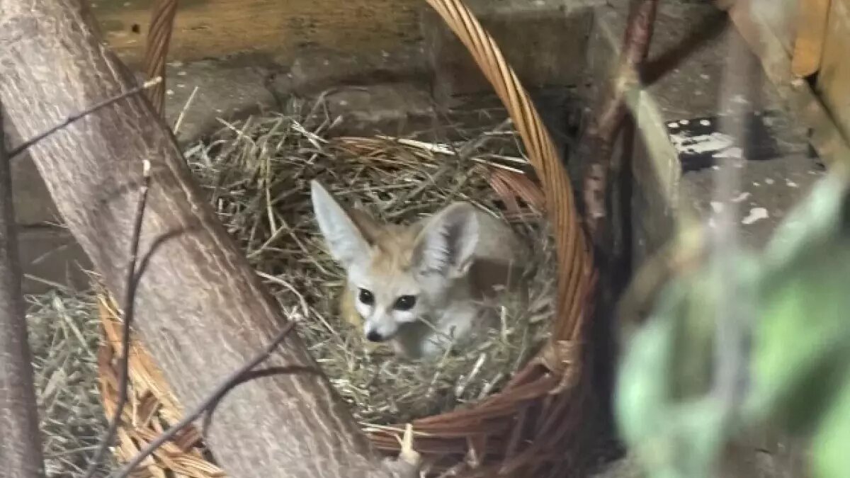     Источник: АиФ-Пермь/Пермский зоопарк
