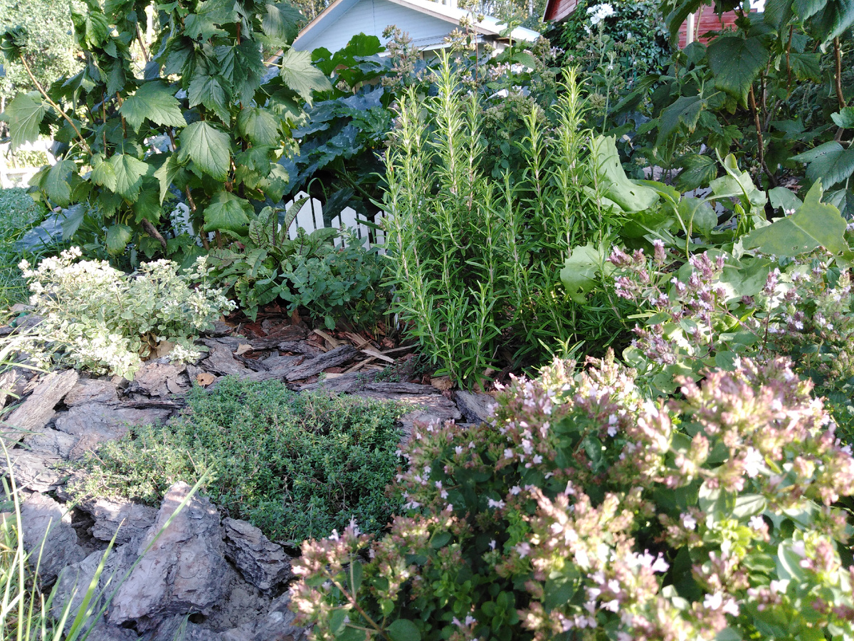 Мой пряно-ароматический садик