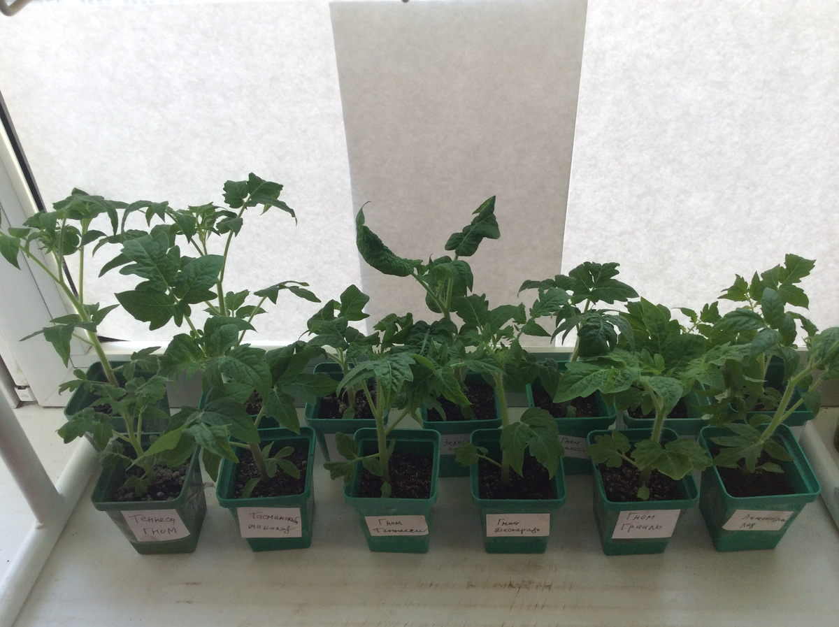 Около прикрыто бумагой от яркого солнца.