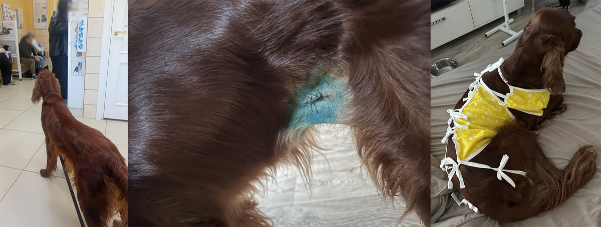 Фото перед стерилизацией в Ветеринарном кабинете Бабкиных, 2023г., шов после операции.