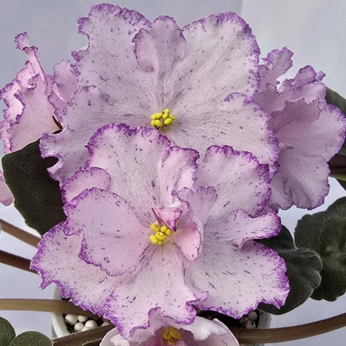 Ф-Розовая Помада 