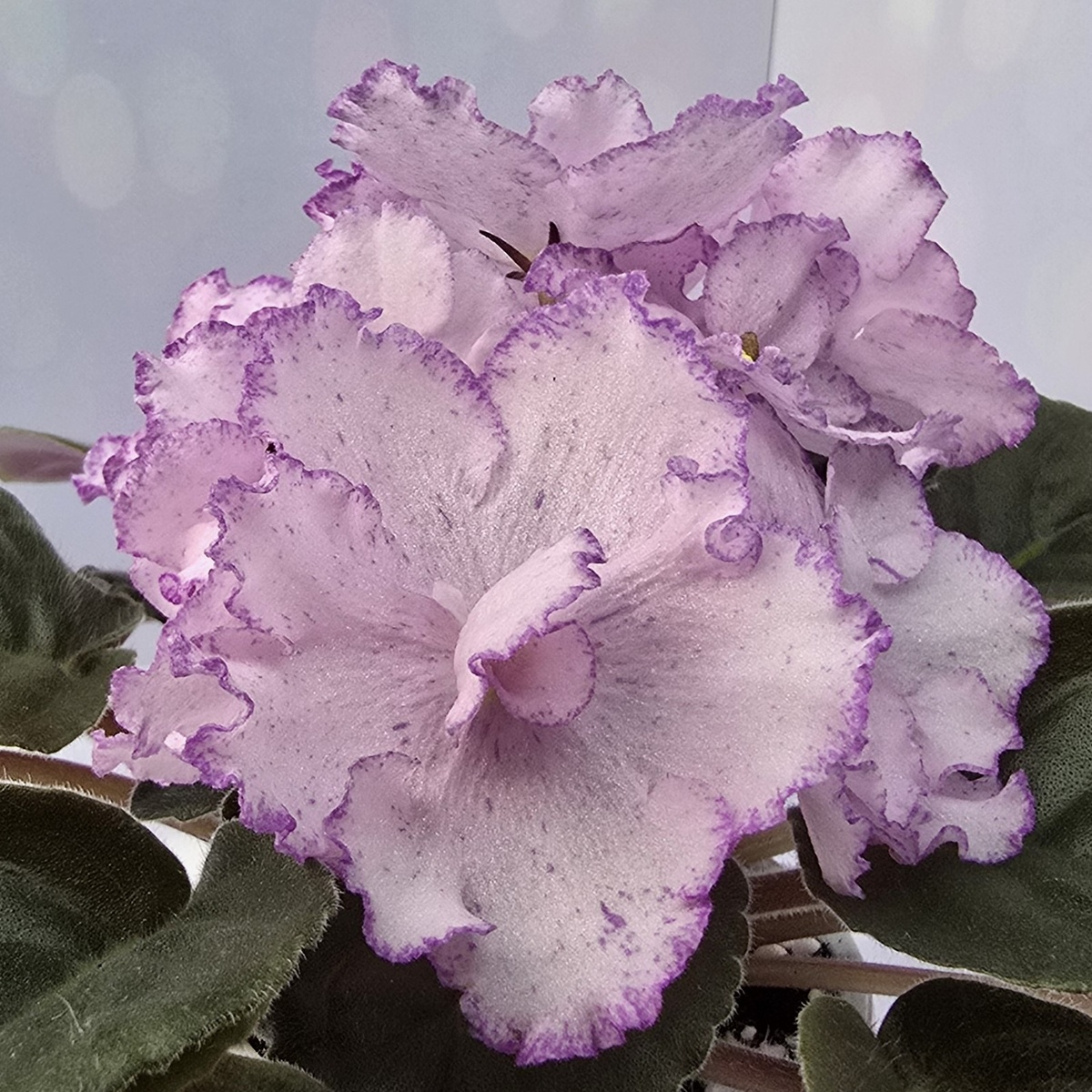 Ф-Розовая Помада 