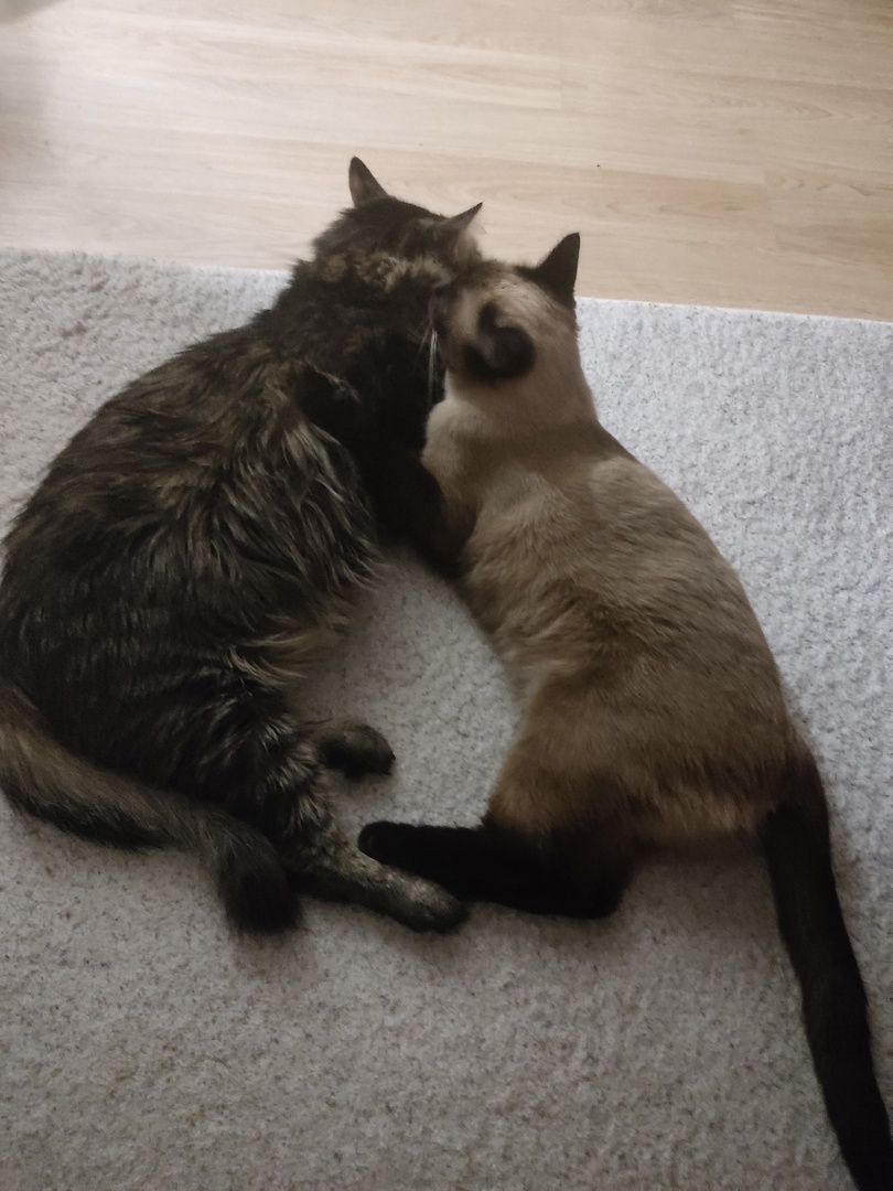 Котики Натализы. Только я вижу сердечко?