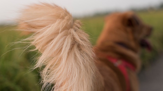    Как определить перелом хвоста у собаки и что делать в случае травмы Роман Захаров