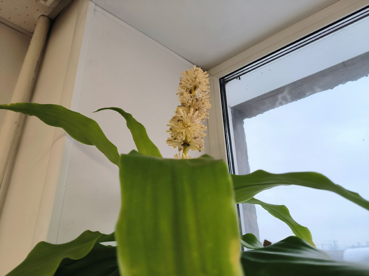 Драцена душистая